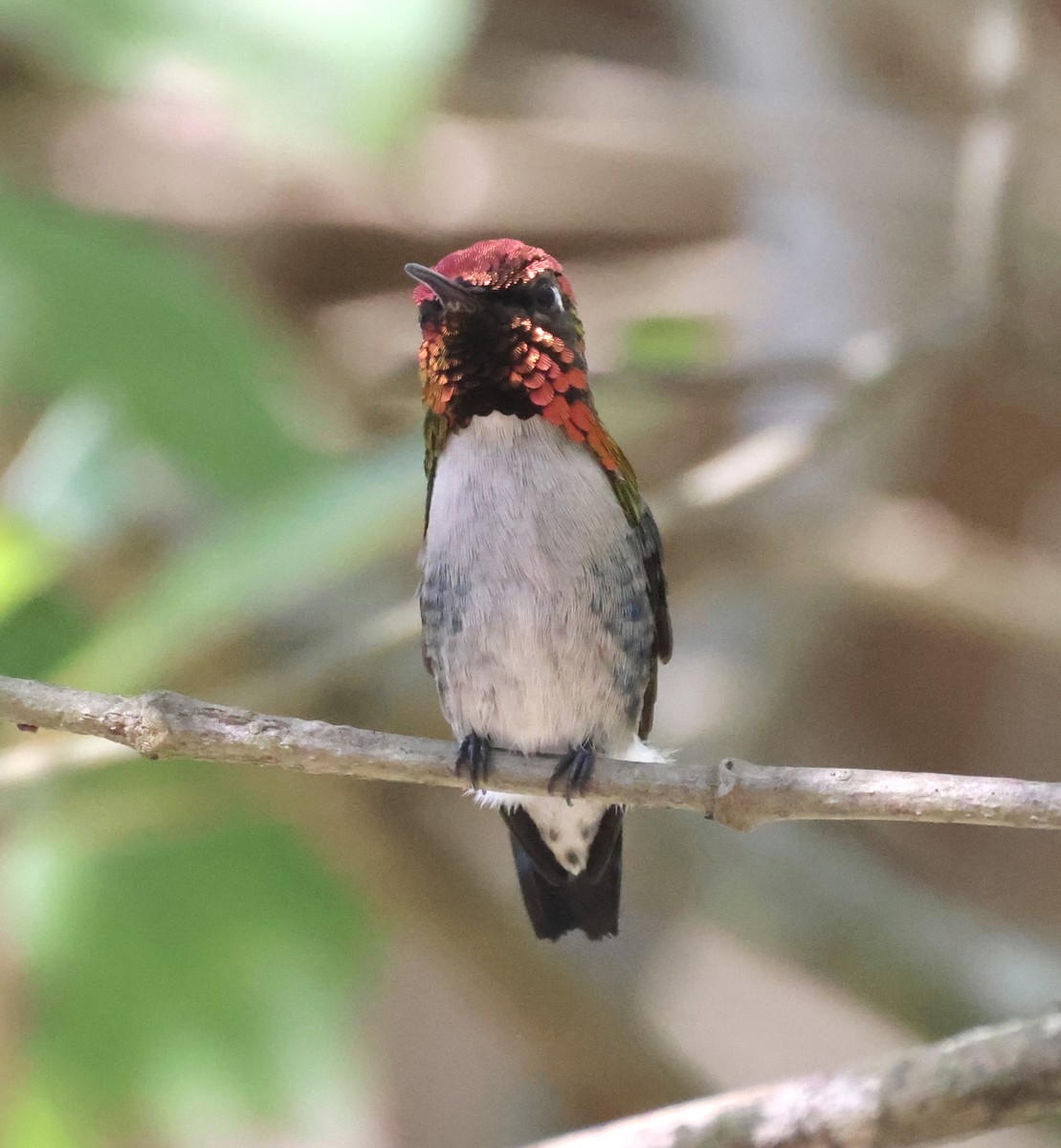 Bee Hummingbird - Cheryl Rosenfeld