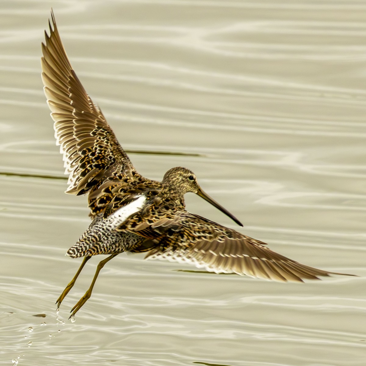 Long-billed Dowitcher - ML617811825