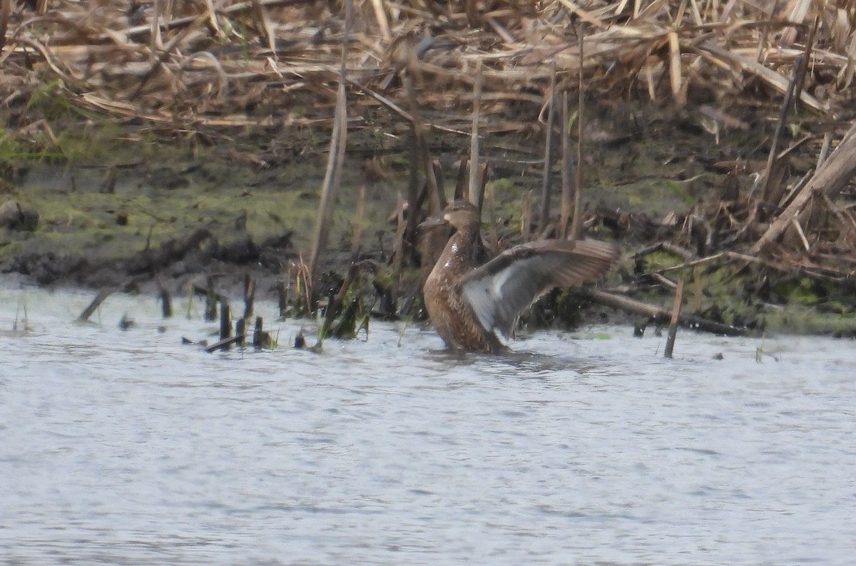 Blue-winged Teal - ML617811836