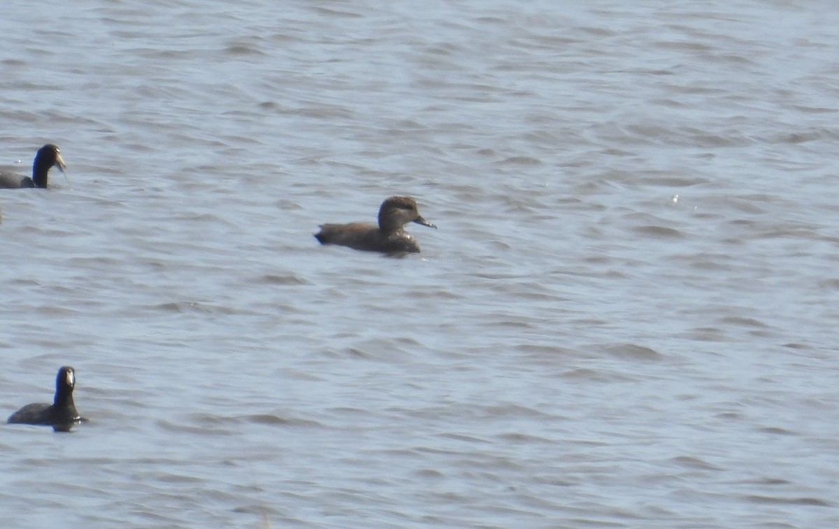 Gadwall - ML617811837