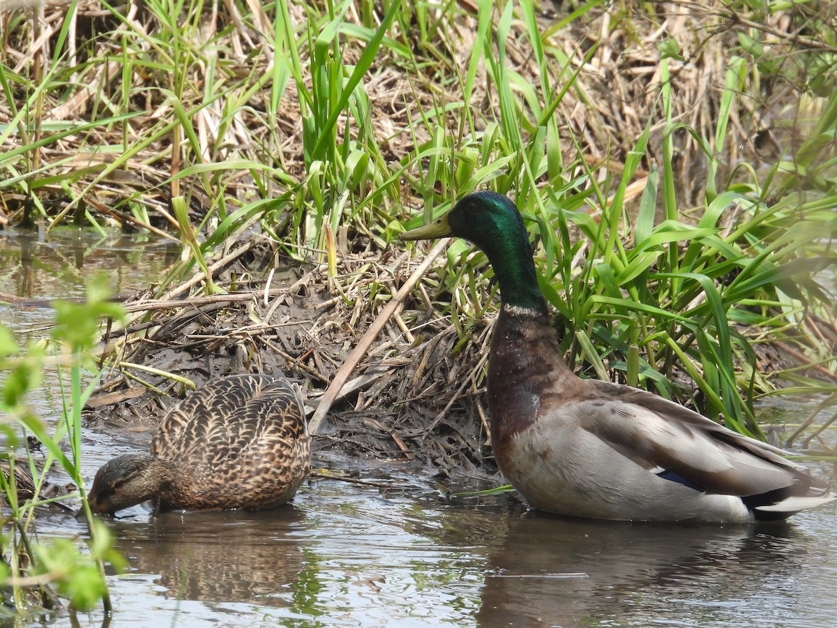 Mallard - ML617811842