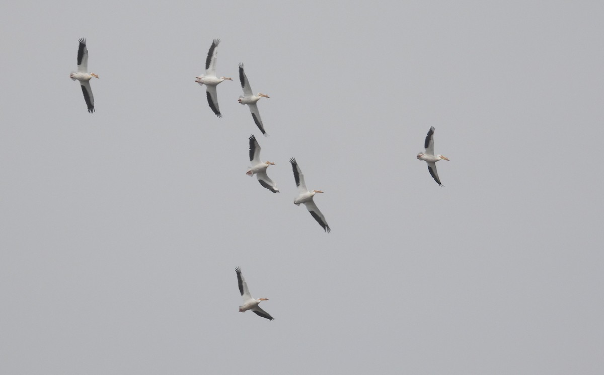 American White Pelican - ML617811854