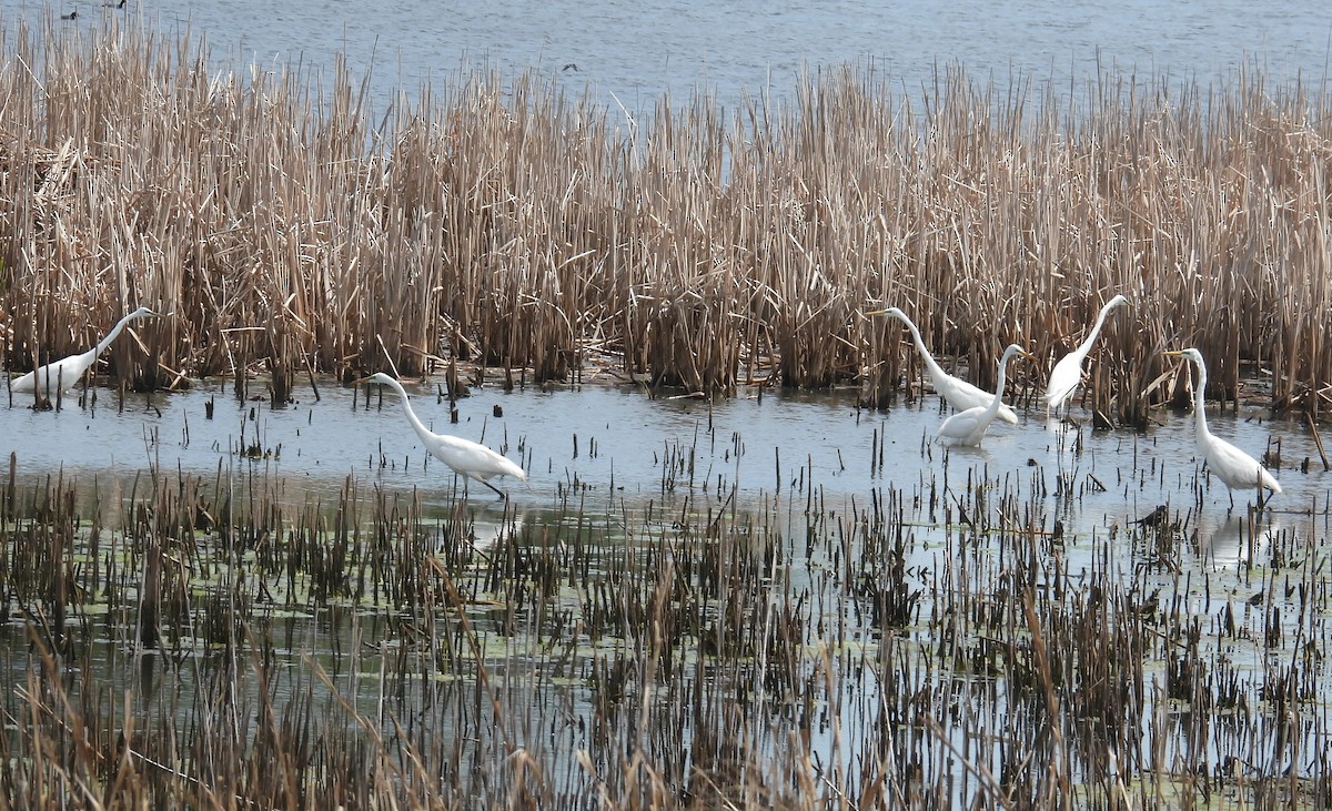 Great Egret - ML617811857