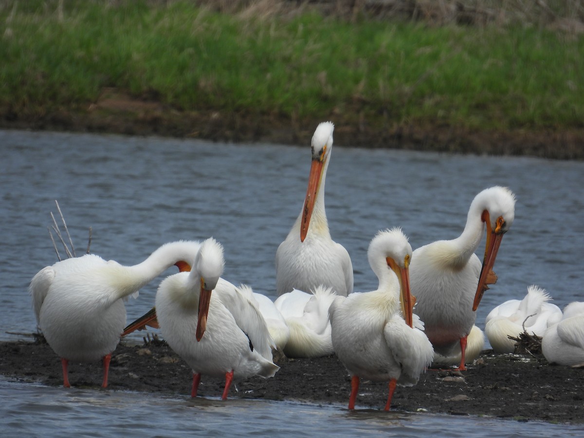 American White Pelican - ML617811867