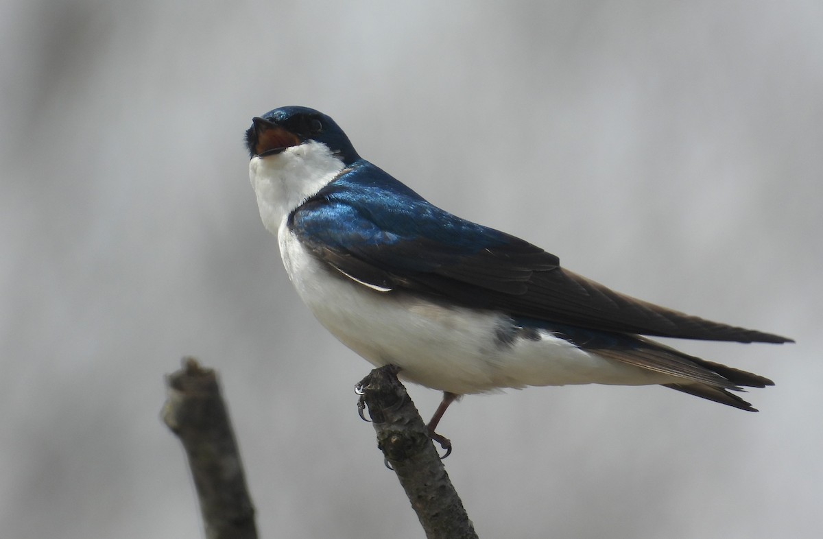 Tree Swallow - ML617811871