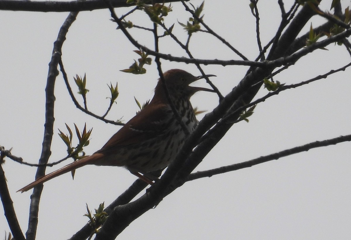 Brown Thrasher - ML617811876