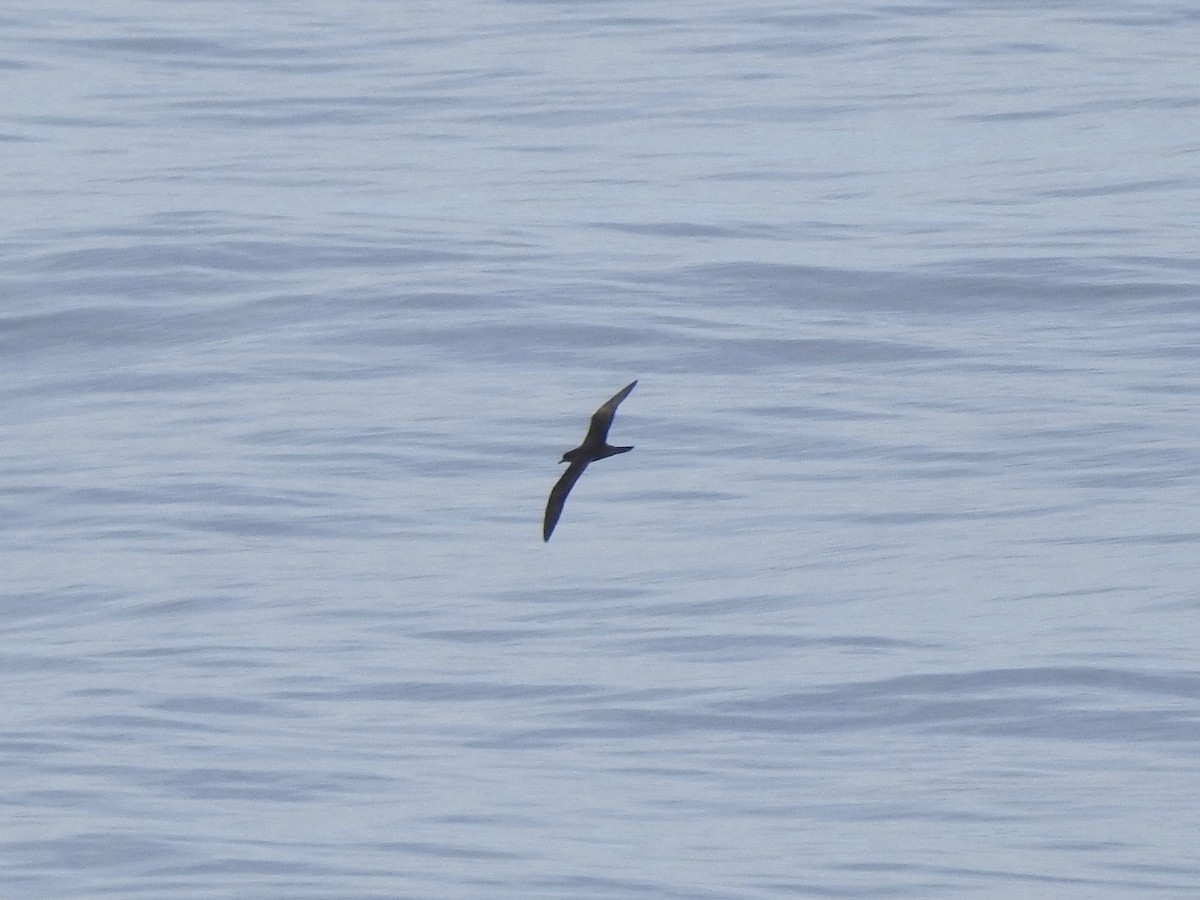 Wedge-tailed Shearwater - ML617811890