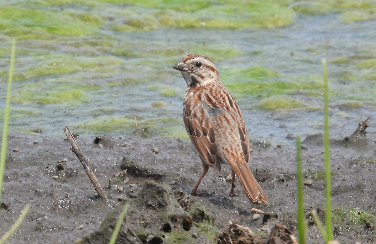 Song Sparrow - ML617811893