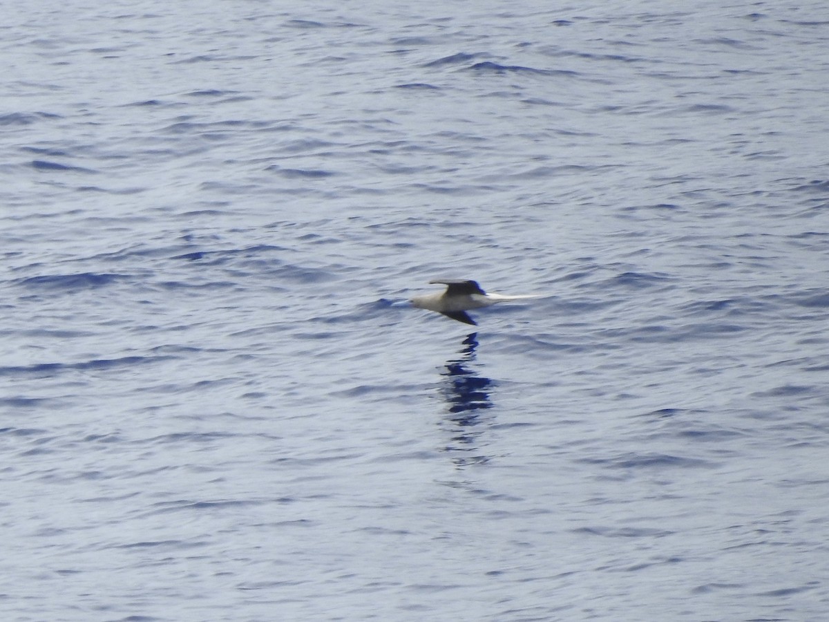 Red-footed Booby - ML617811902