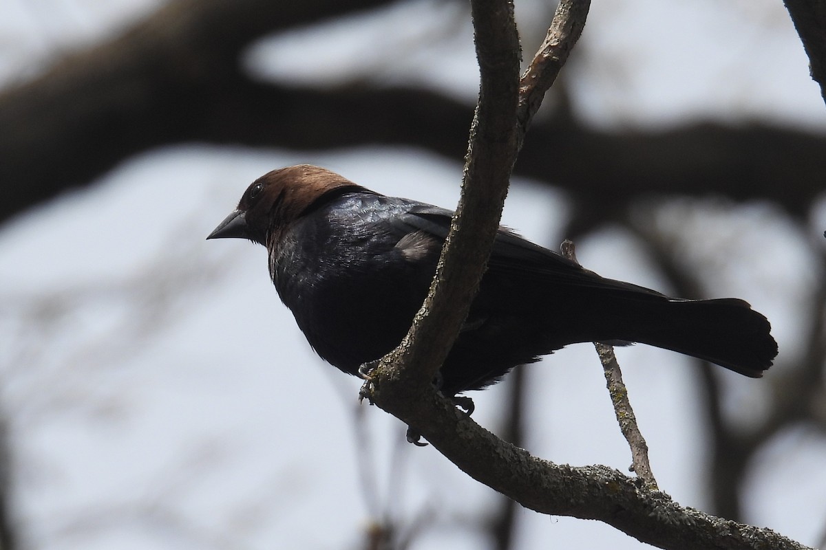 Brown-headed Cowbird - ML617811904