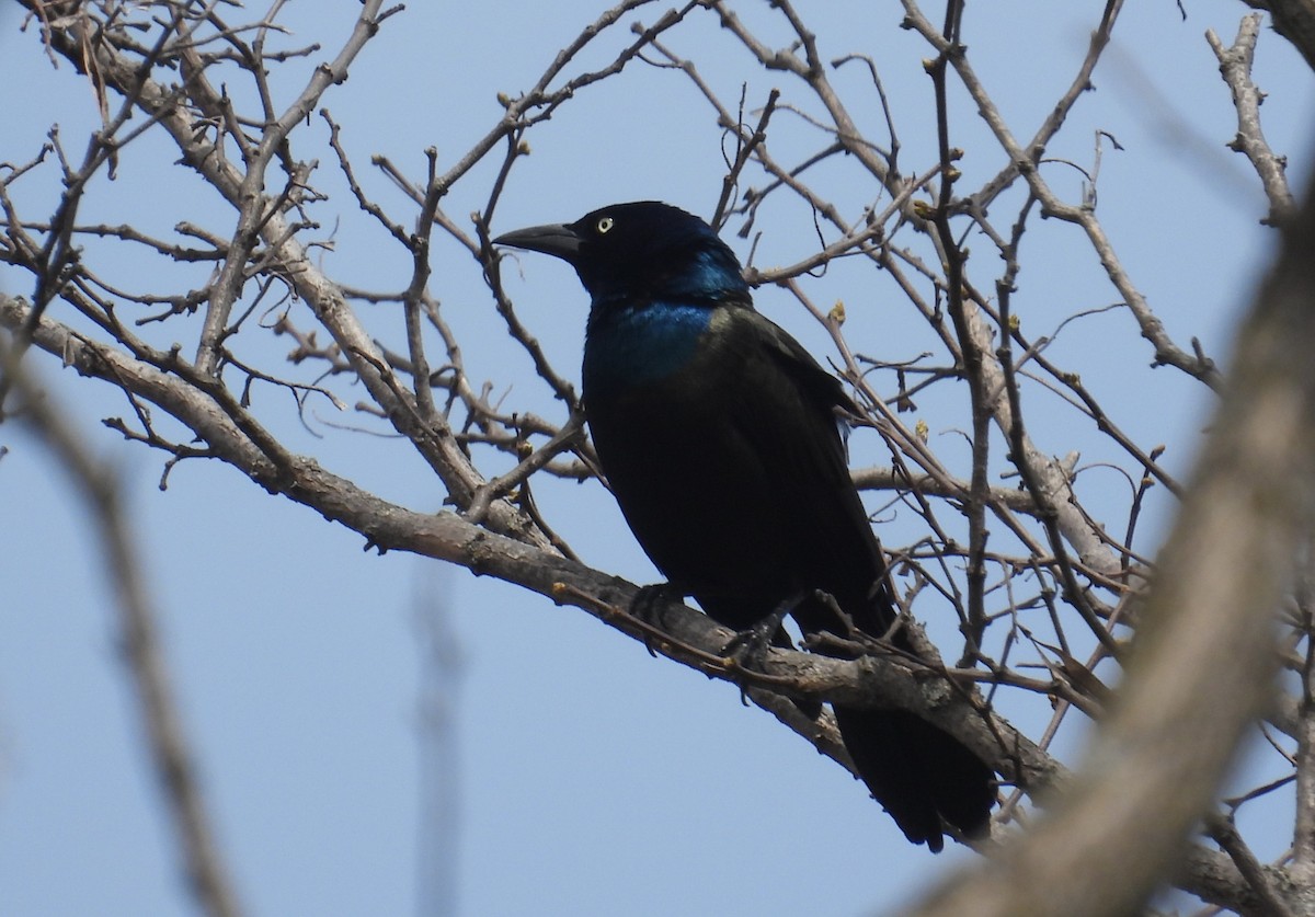 Common Grackle - ML617811916