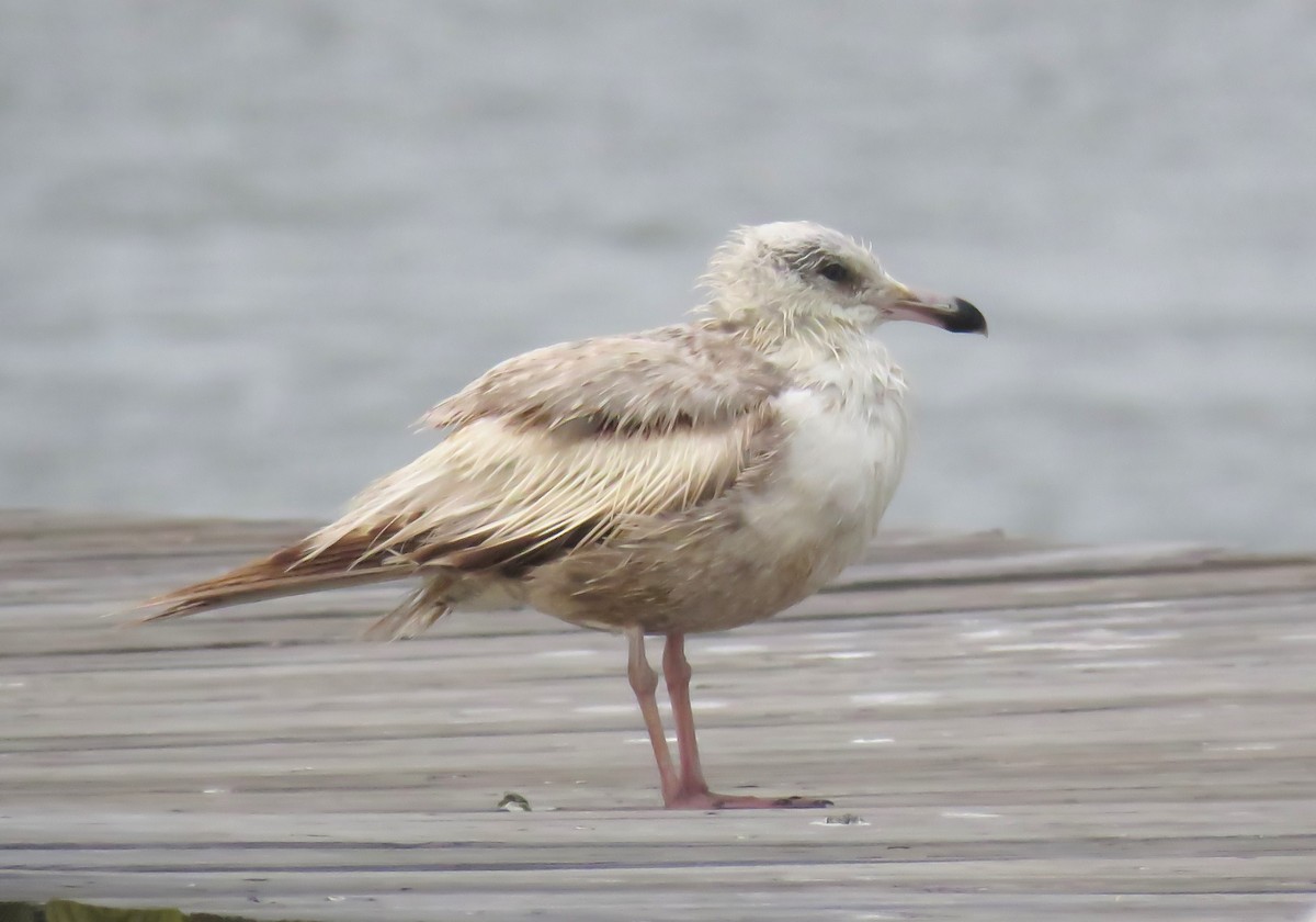 Herring Gull - ML617811922