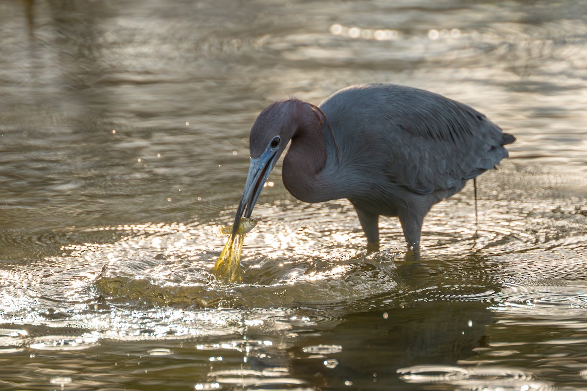 Little Blue Heron - Brian Fleming