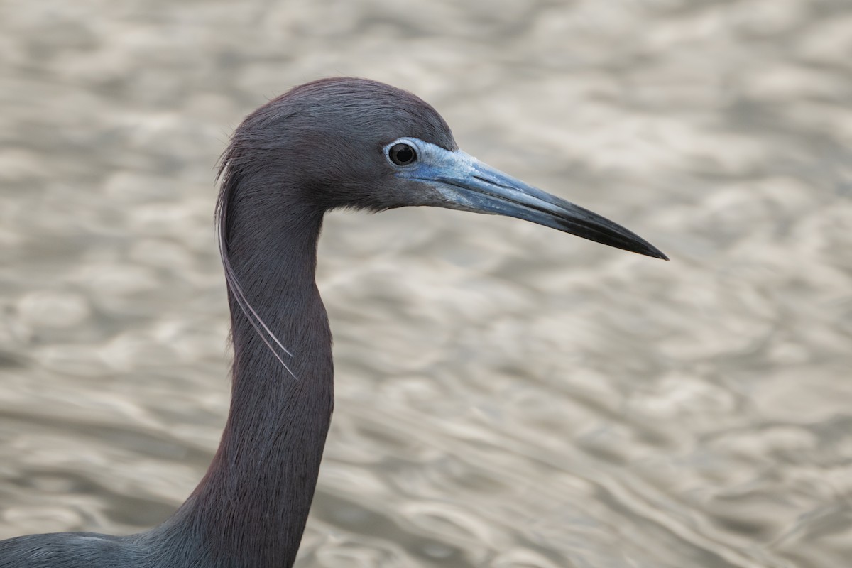 Little Blue Heron - Brian Fleming