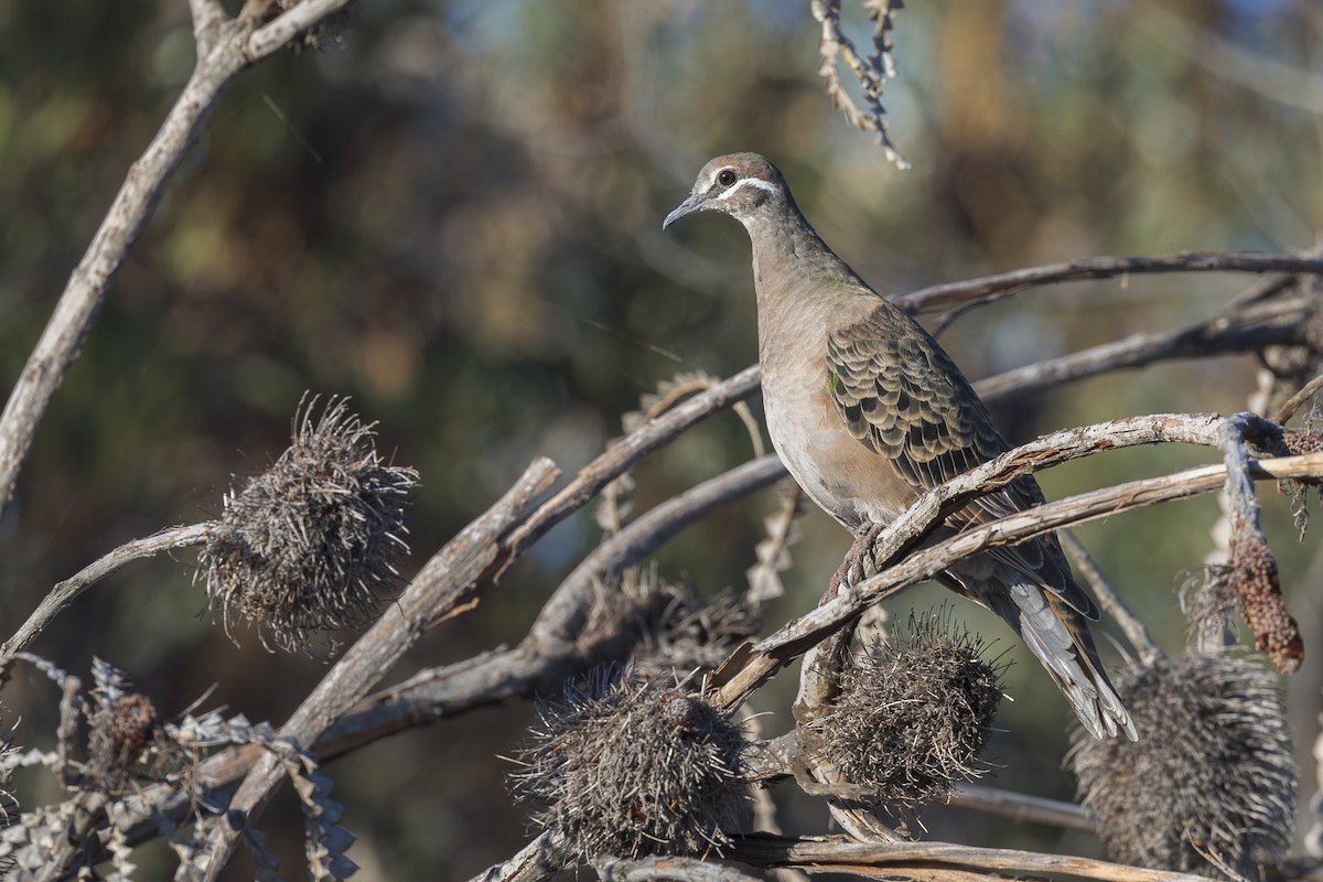 Common Bronzewing - ML617811959