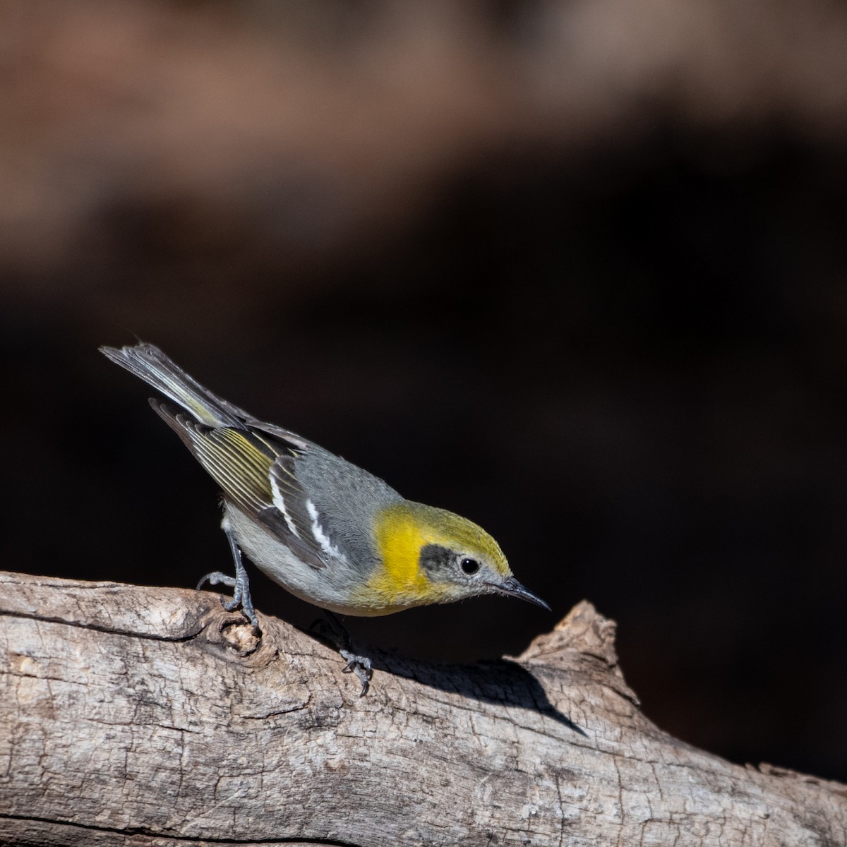 Olive Warbler - Susan Nishio