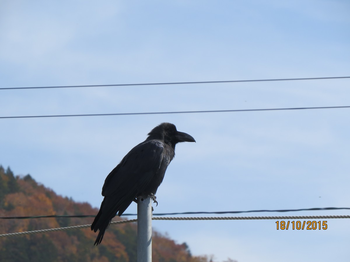 crow/raven sp. - Hitomi Ward