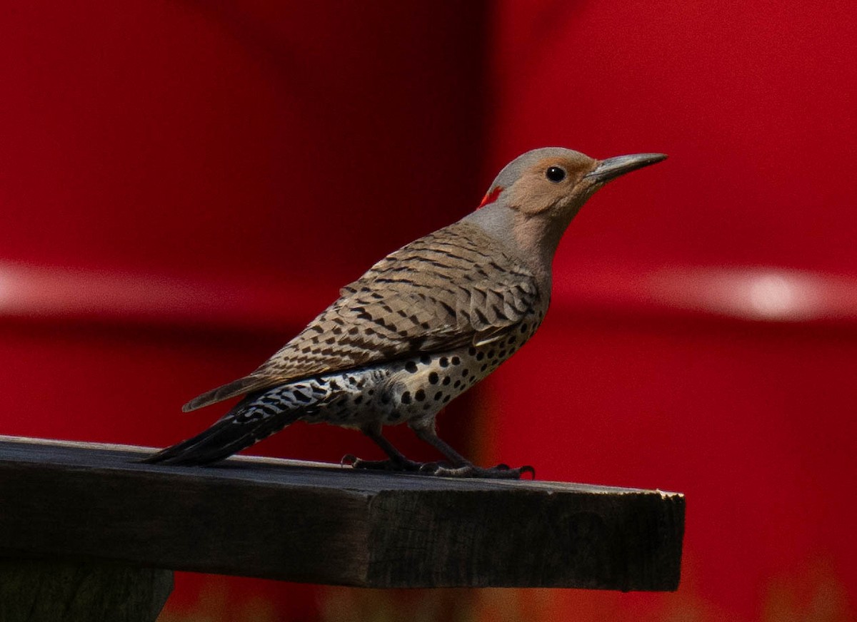 Northern Flicker - ML617812016