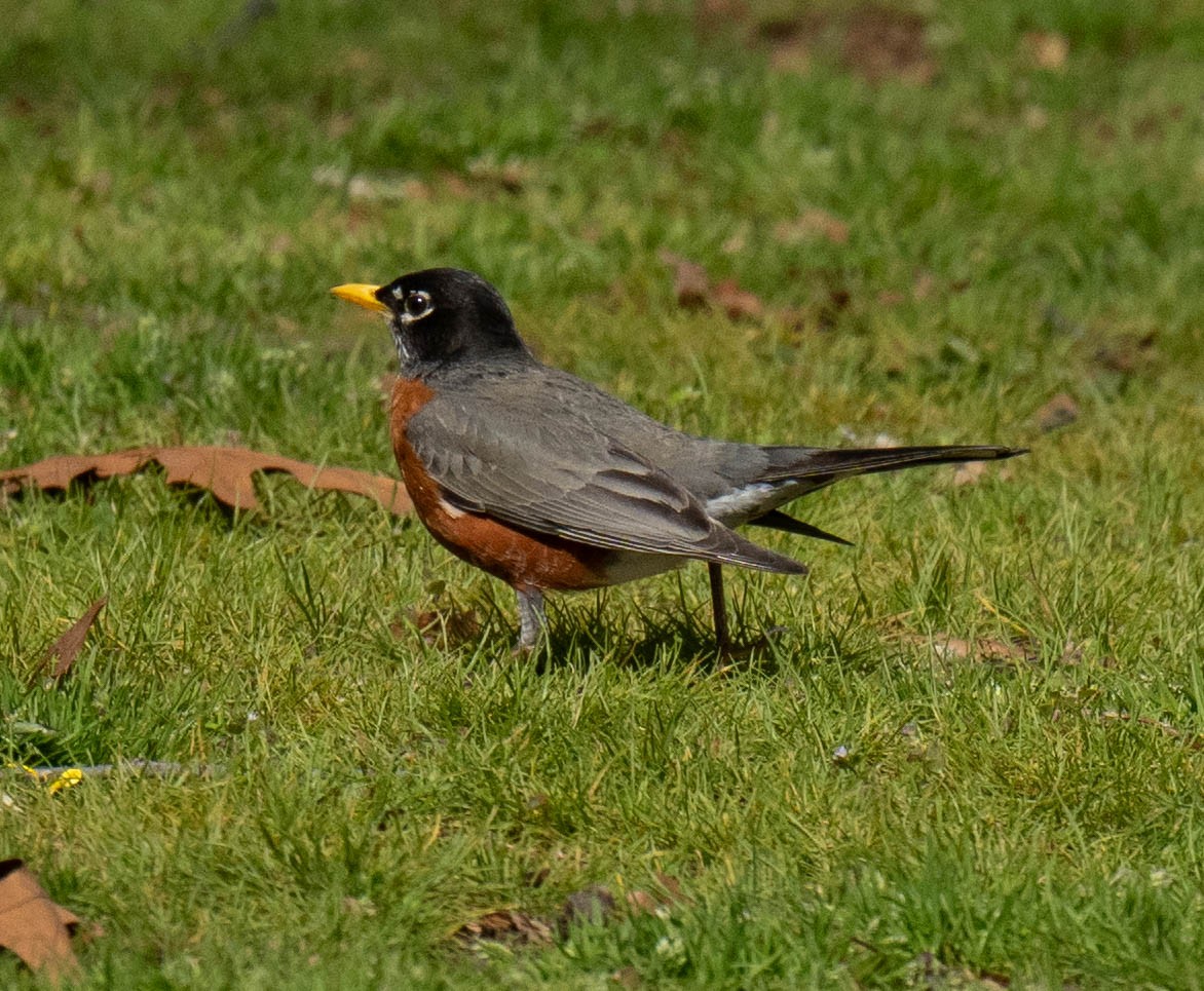 American Robin - ML617812020