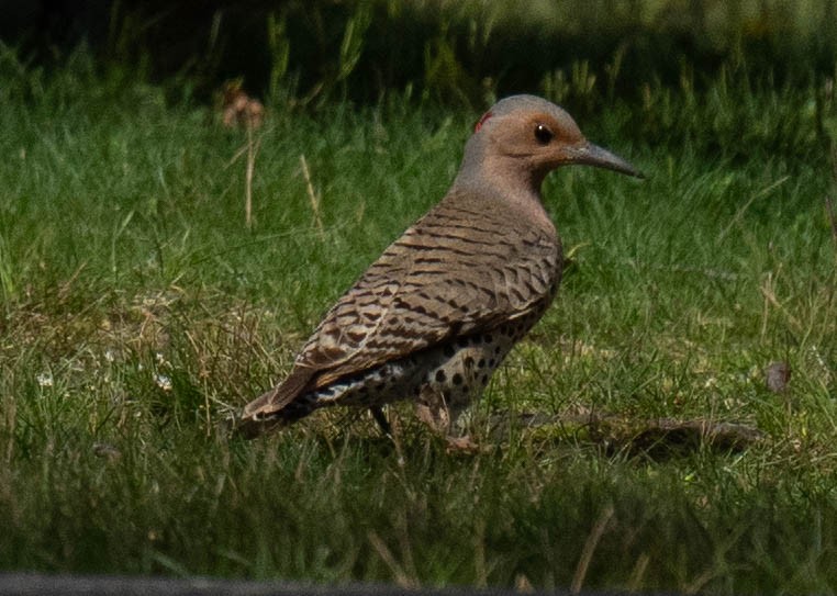 Northern Flicker - ML617812024