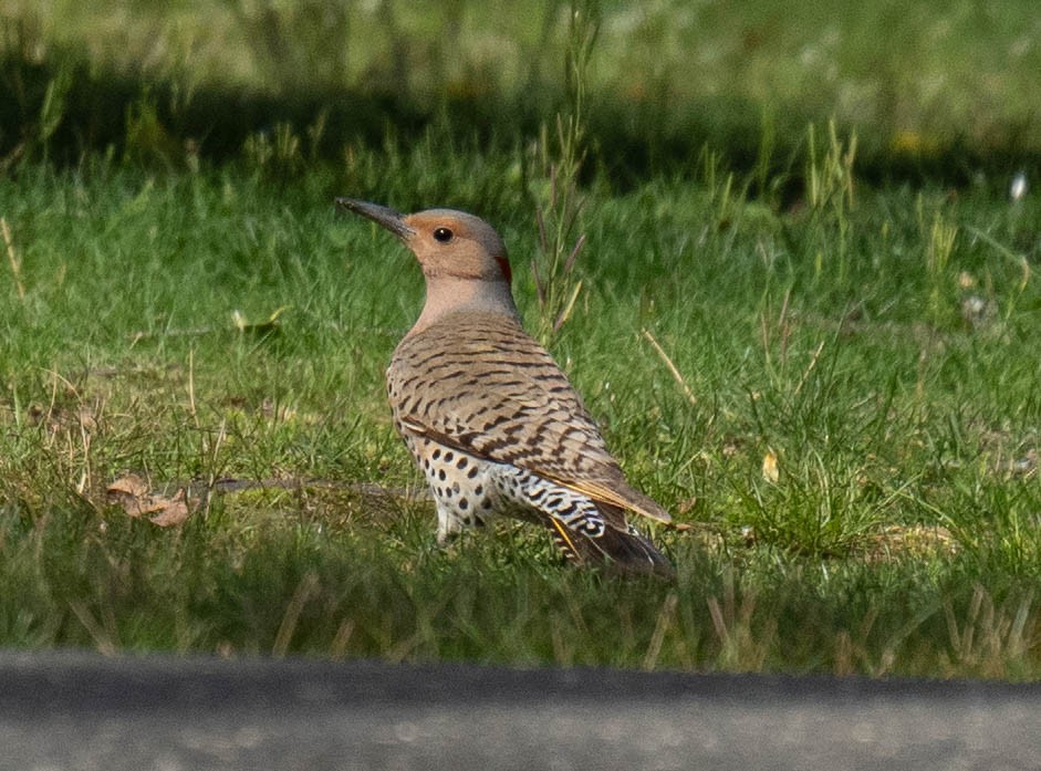 Northern Flicker - ML617812025