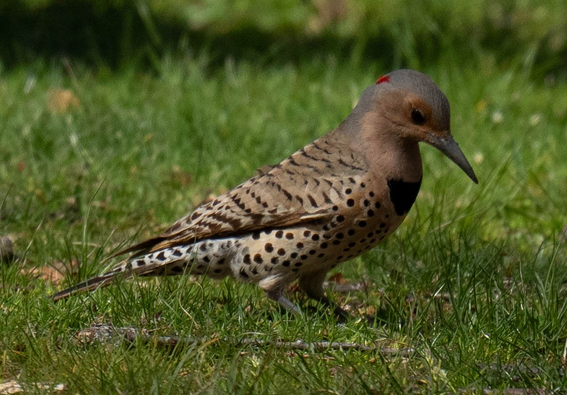 Northern Flicker - ML617812026