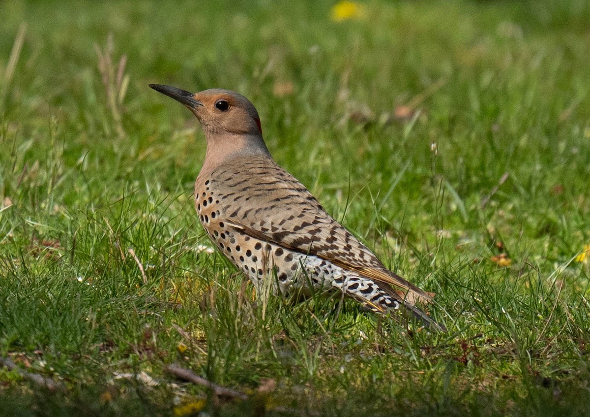 Northern Flicker - ML617812027