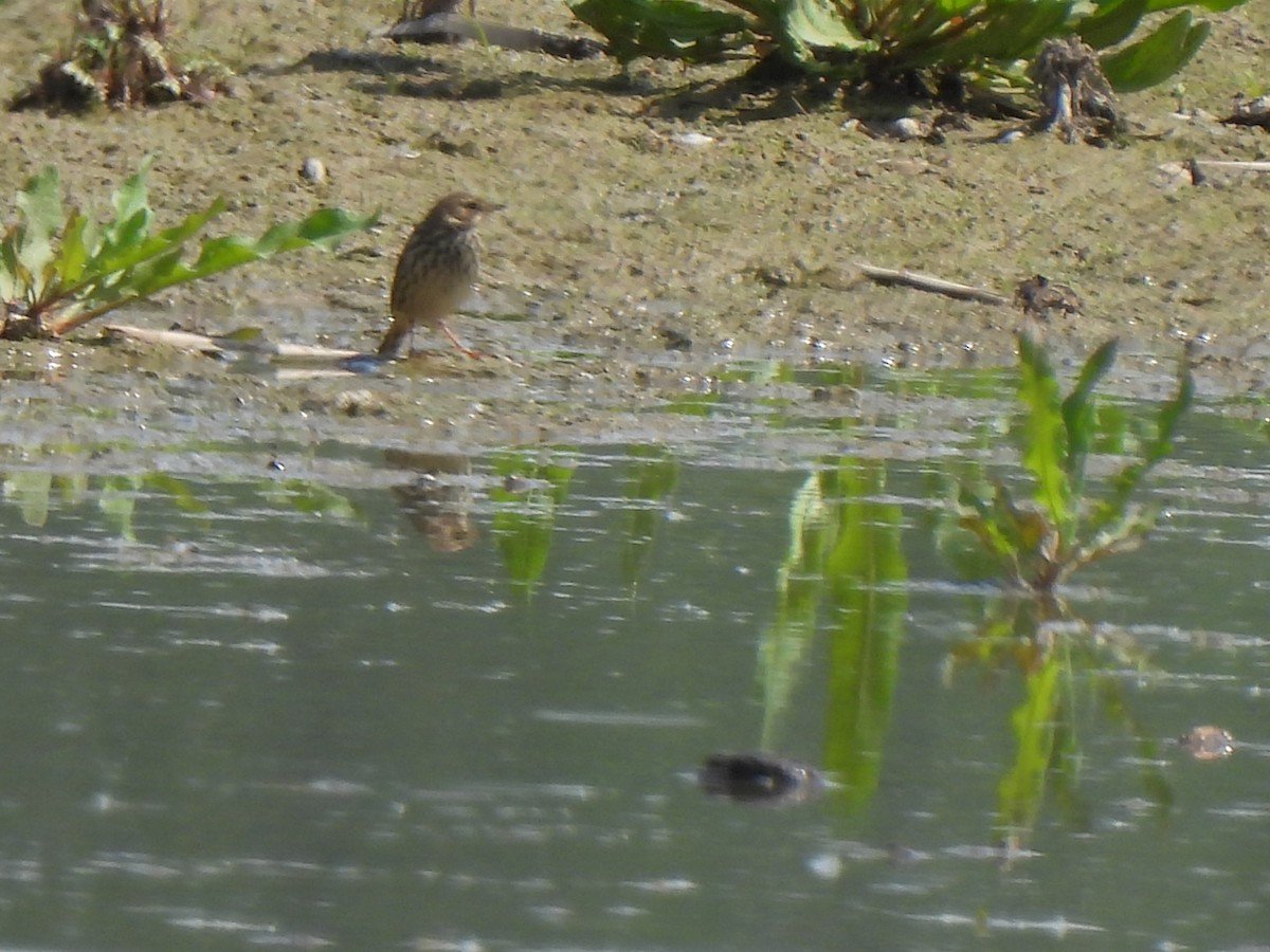 pipit sp. - ML617812029