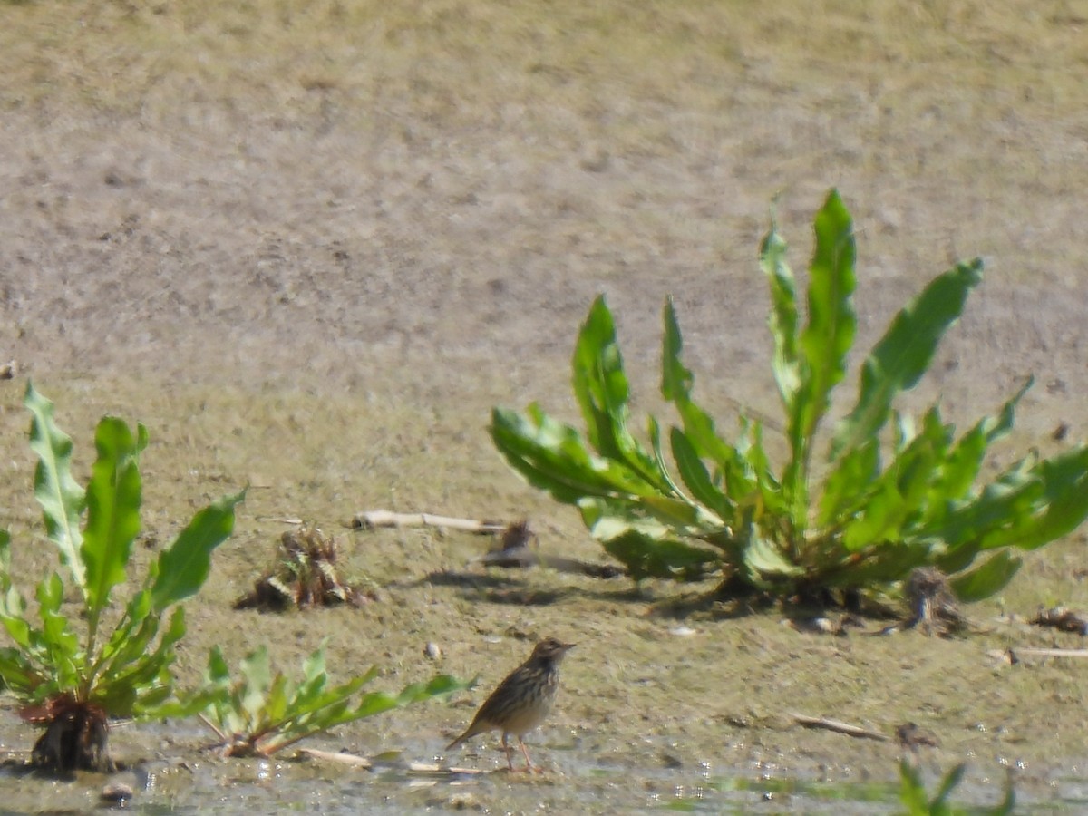 pipit sp. - ML617812030