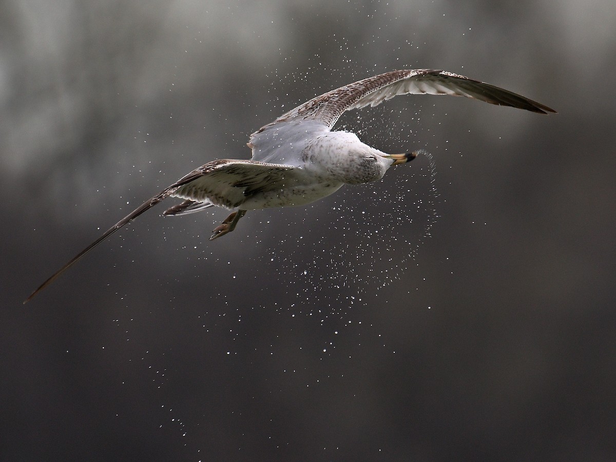 Ring-billed Gull - ML617812044