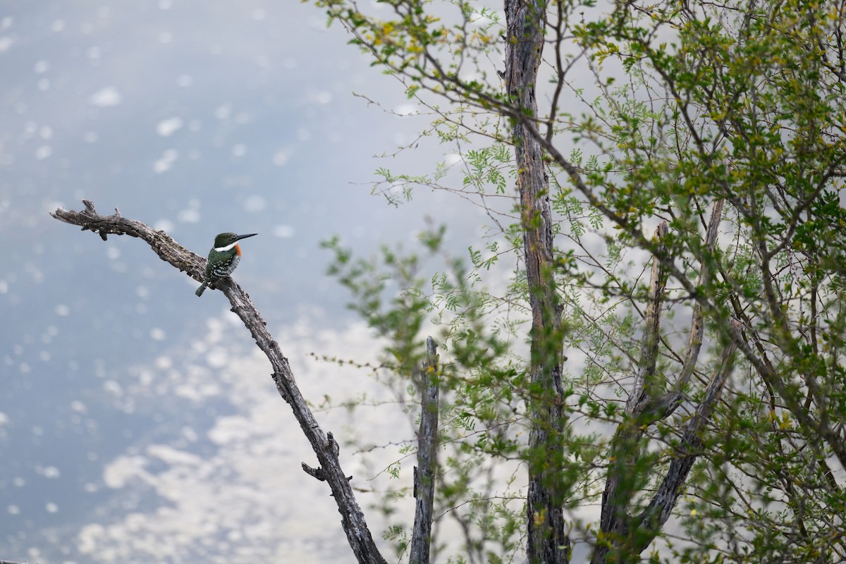 Green Kingfisher - Emma Price