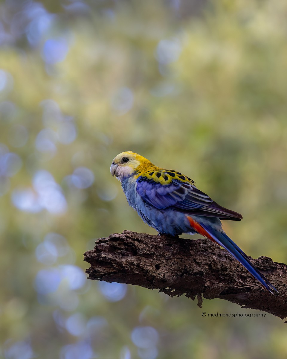 Pale-headed Rosella - Michelle Edmonds