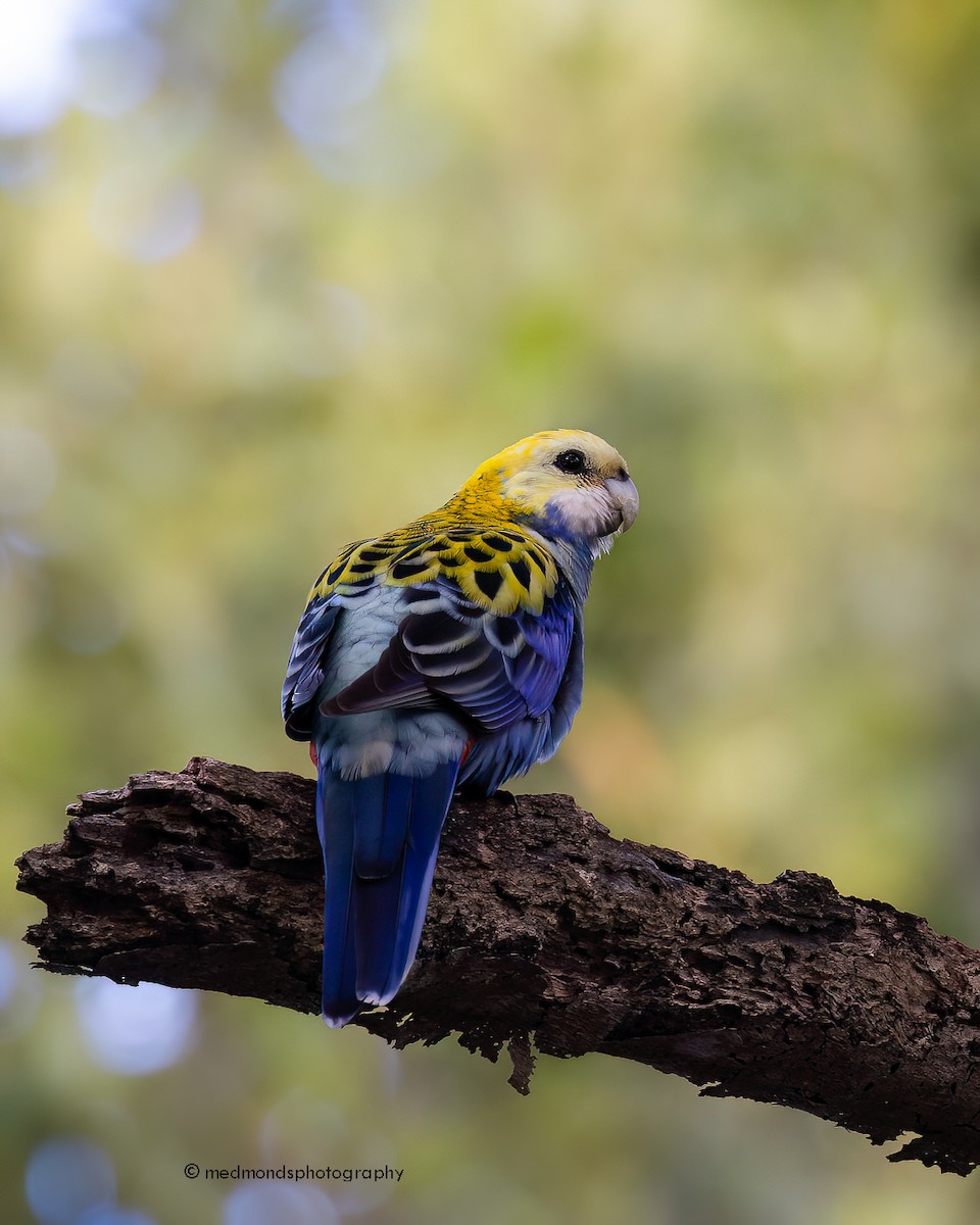 Pale-headed Rosella - Michelle Edmonds