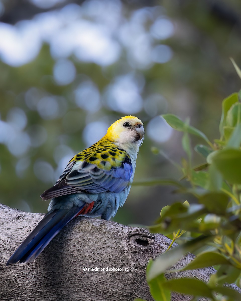 Pale-headed Rosella - Michelle Edmonds