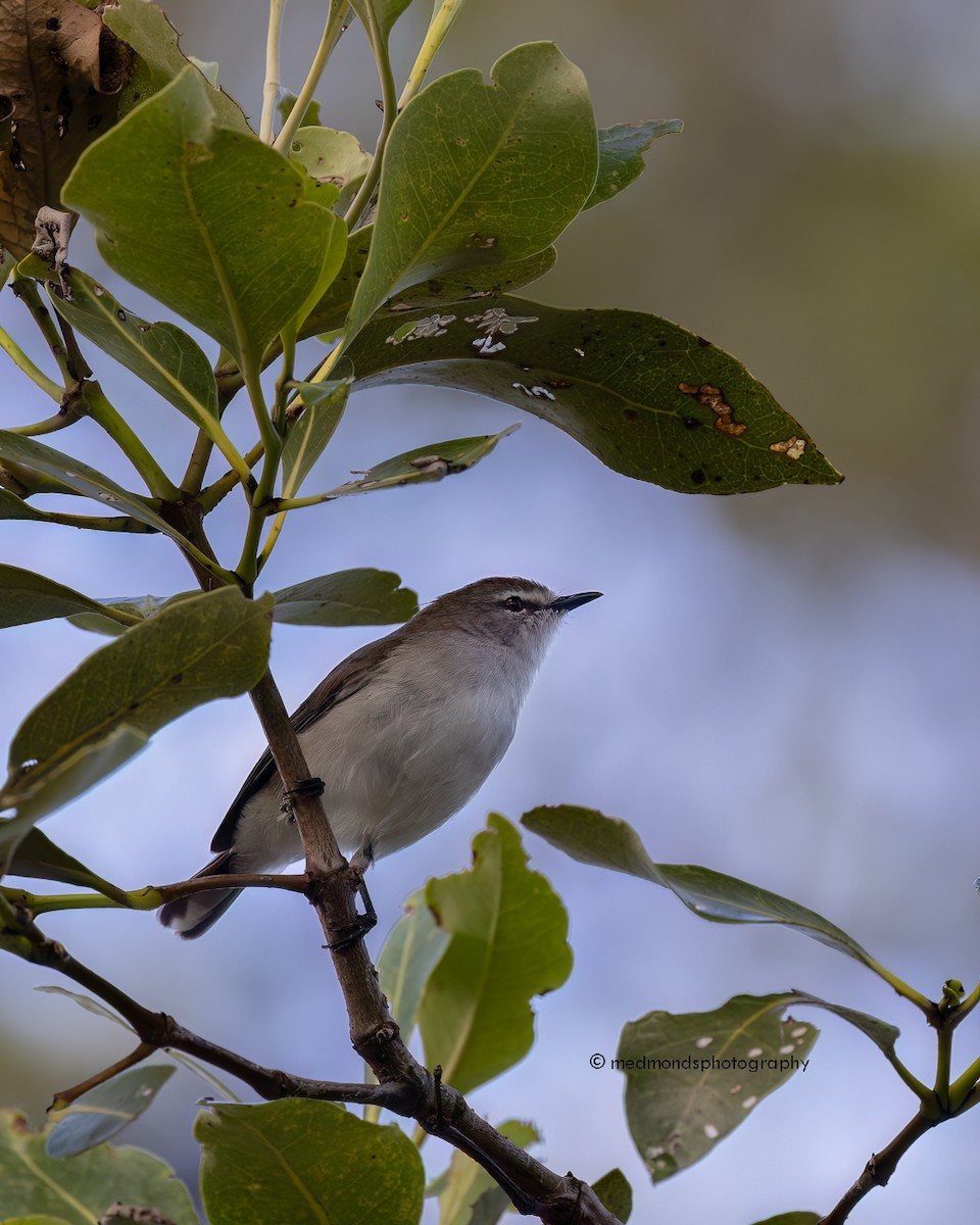 Mangrove Gerygone - ML617812063