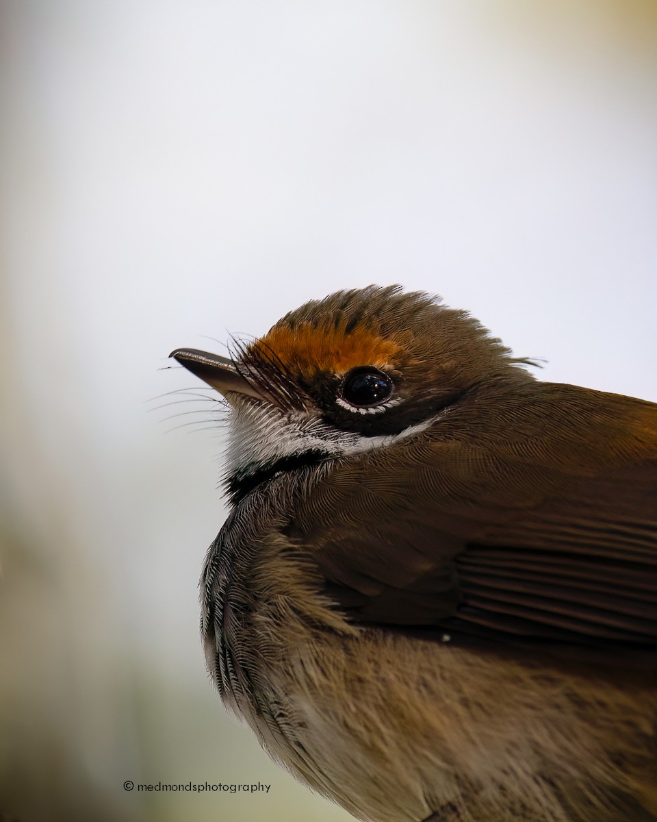 Australian Rufous Fantail - Michelle Edmonds