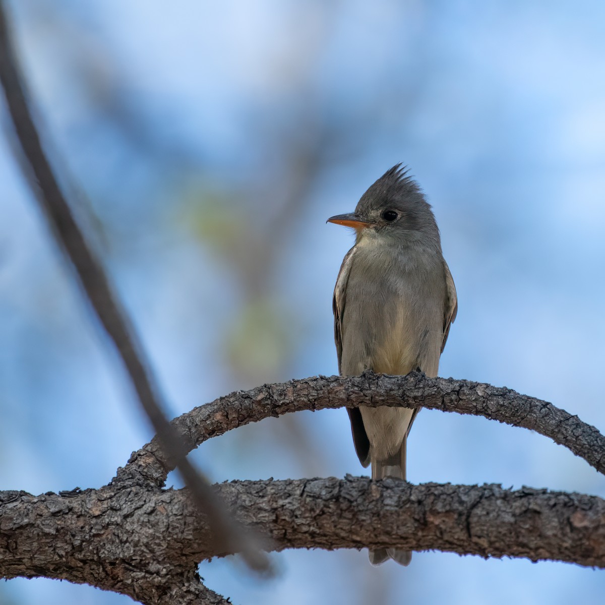 Greater Pewee - Susan Nishio