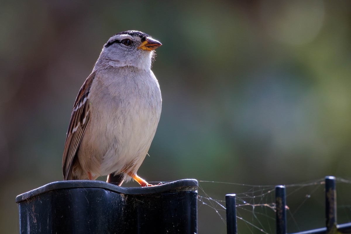 White-crowned Sparrow - ML617812099