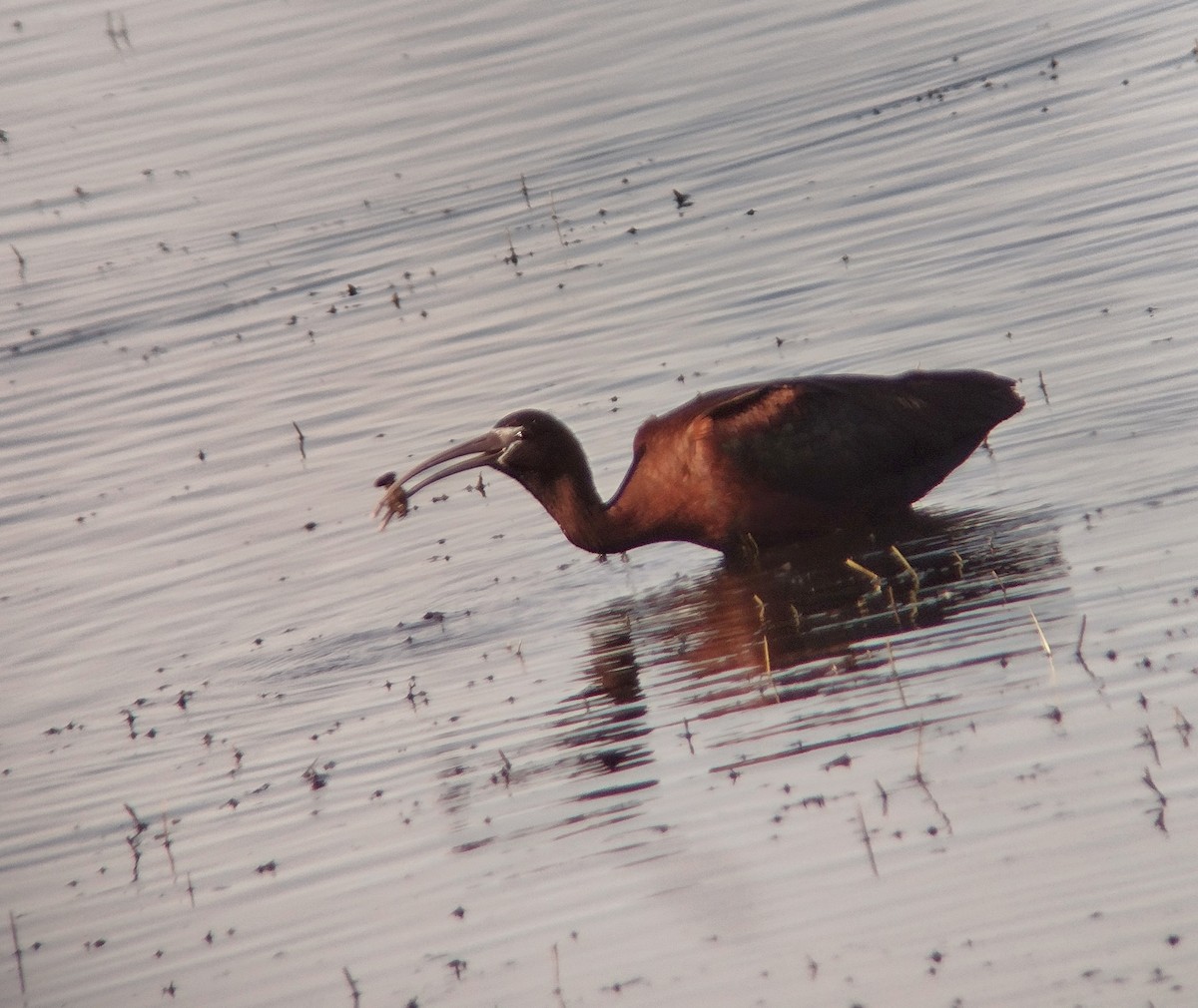 Glossy Ibis - ML617812103