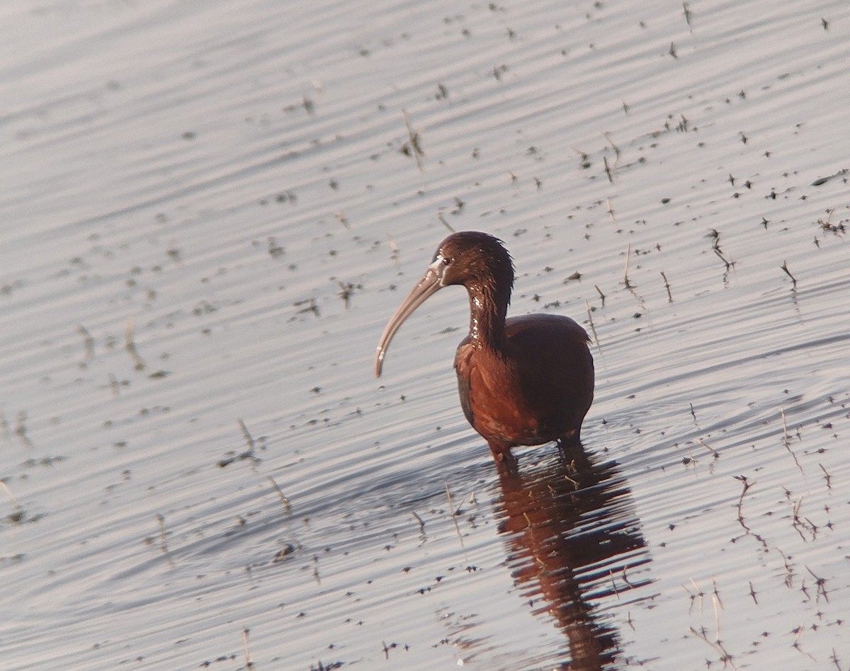 Glossy Ibis - ML617812107