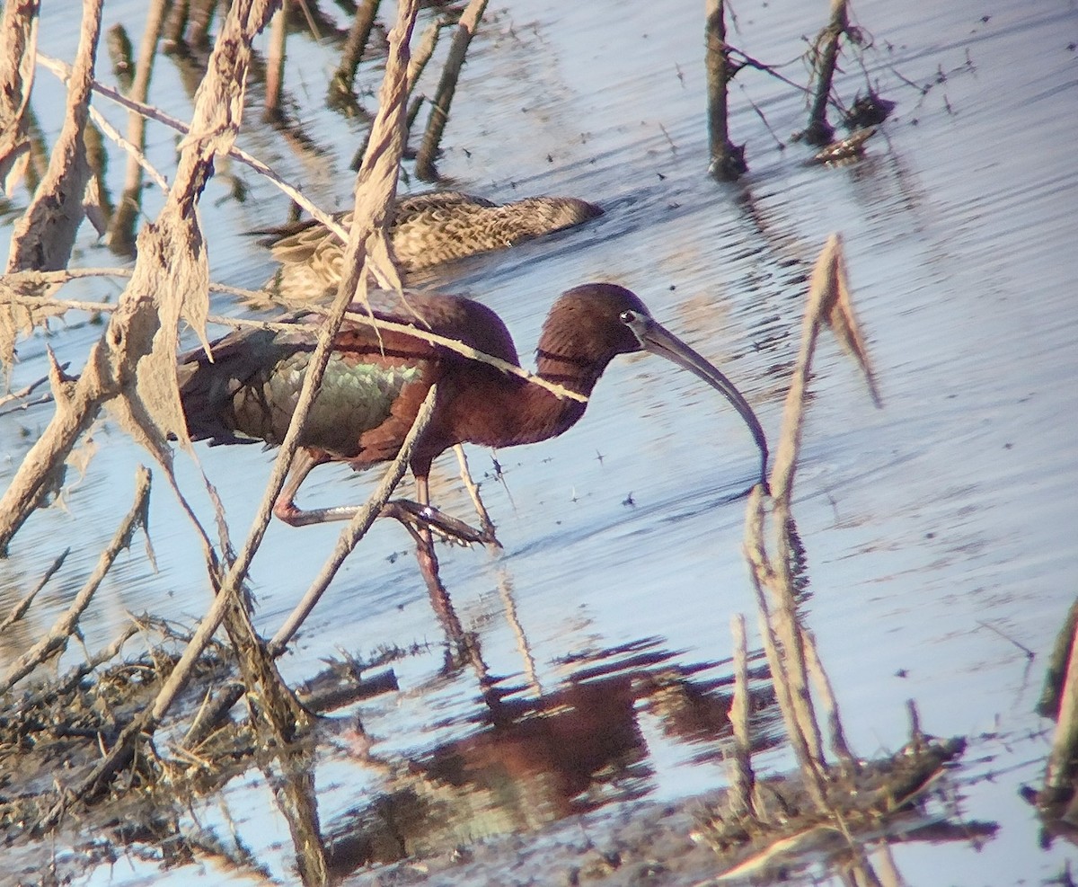 Glossy Ibis - ML617812108