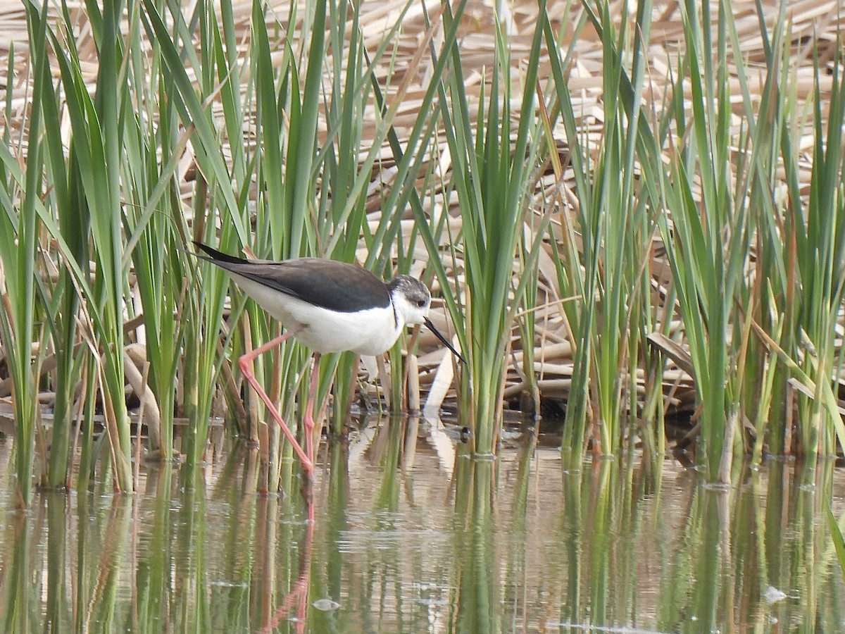 Black-winged Stilt - ML617812126