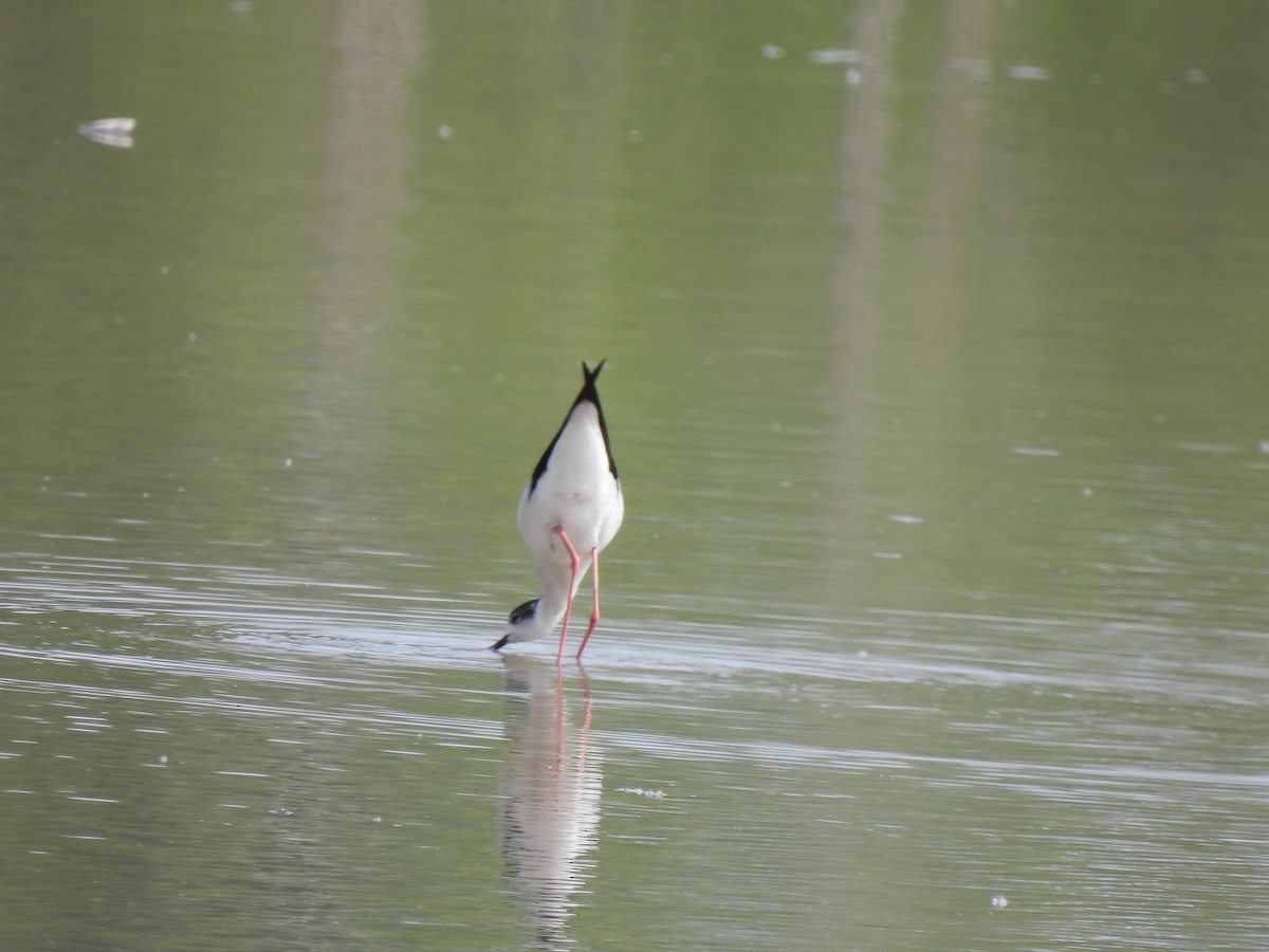 Black-winged Stilt - 雨 陈