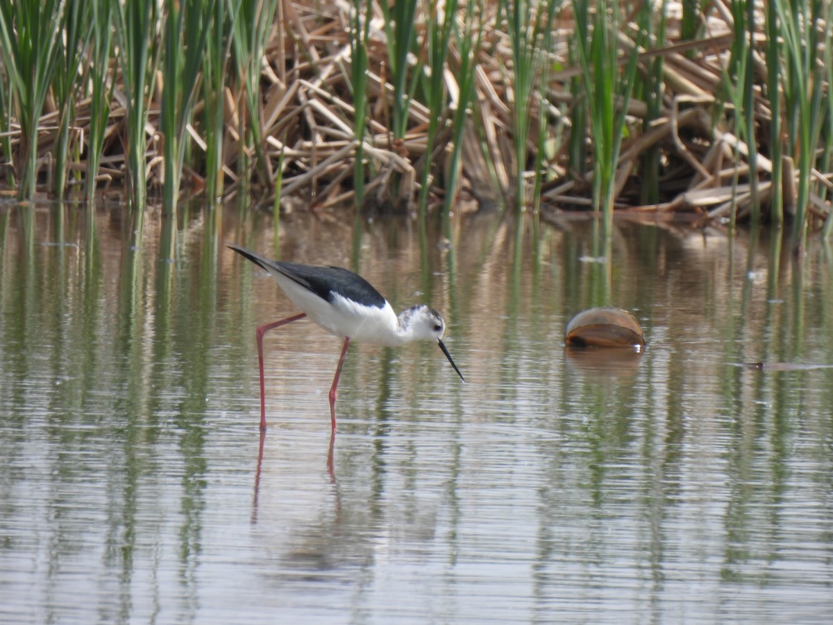 Black-winged Stilt - ML617812128