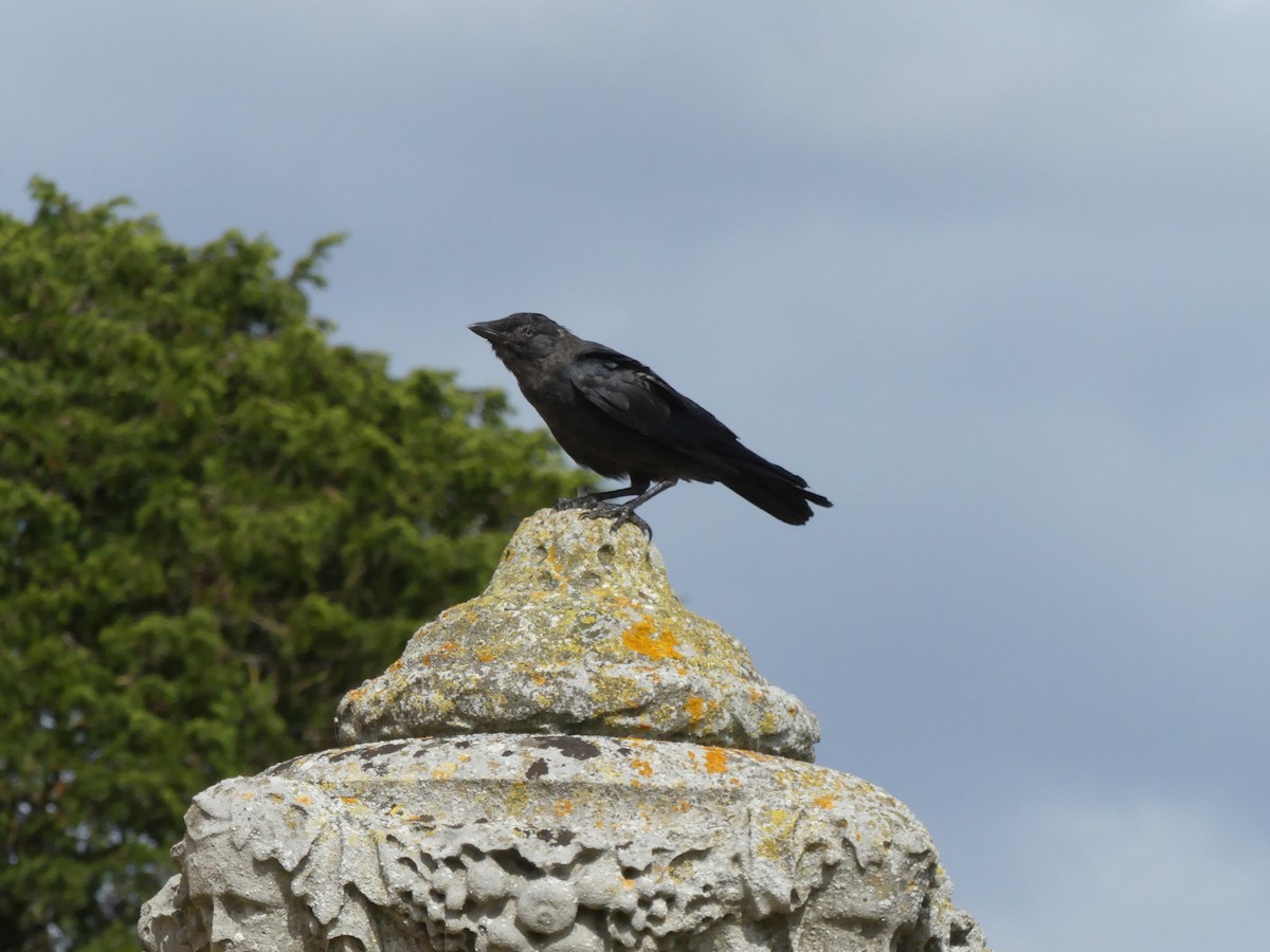 Eurasian Jackdaw - Peter Dunwiddie