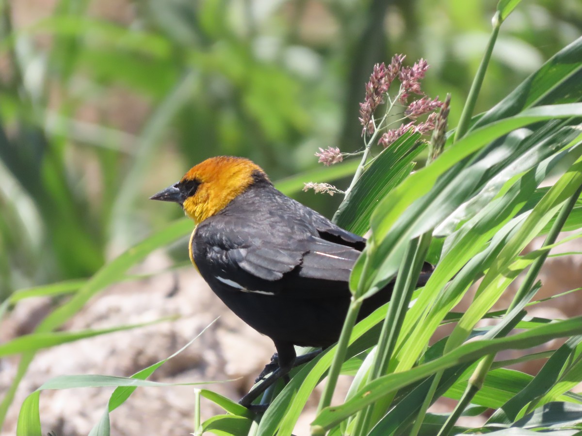 Yellow-headed Blackbird - ML617812147