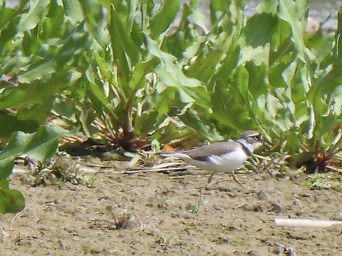 Нарийн хиазат - ML617812148