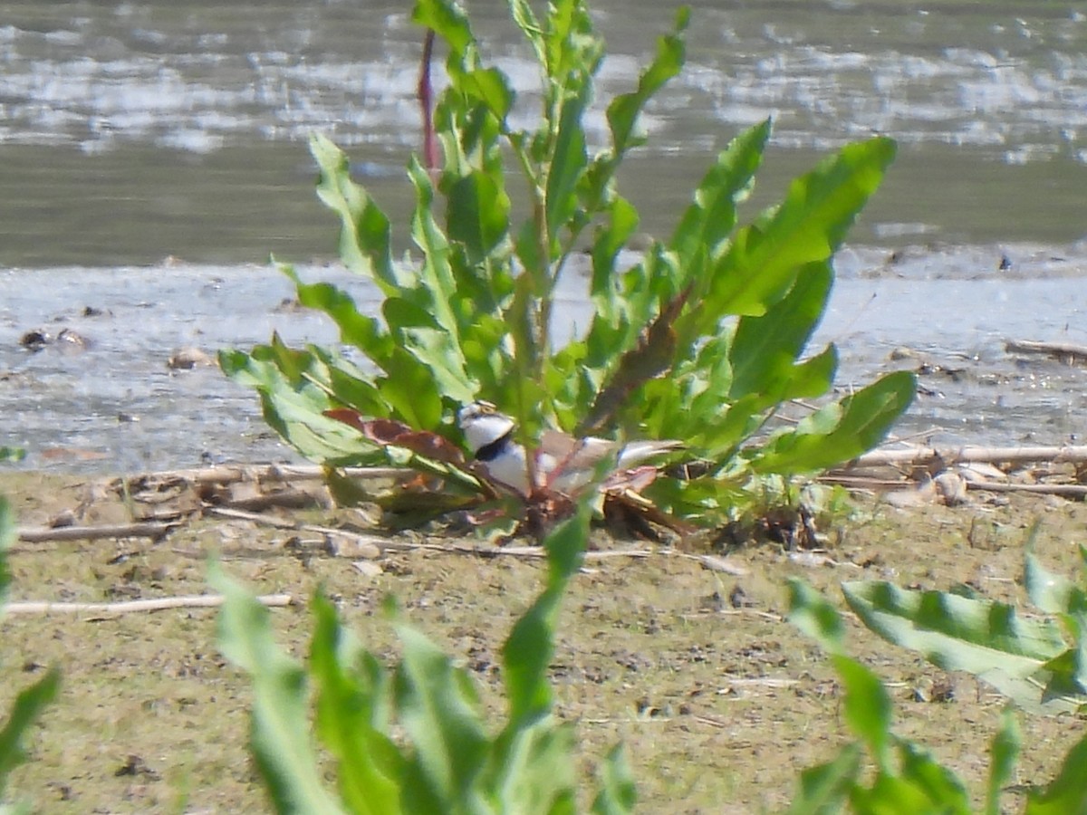 Little Ringed Plover - ML617812149