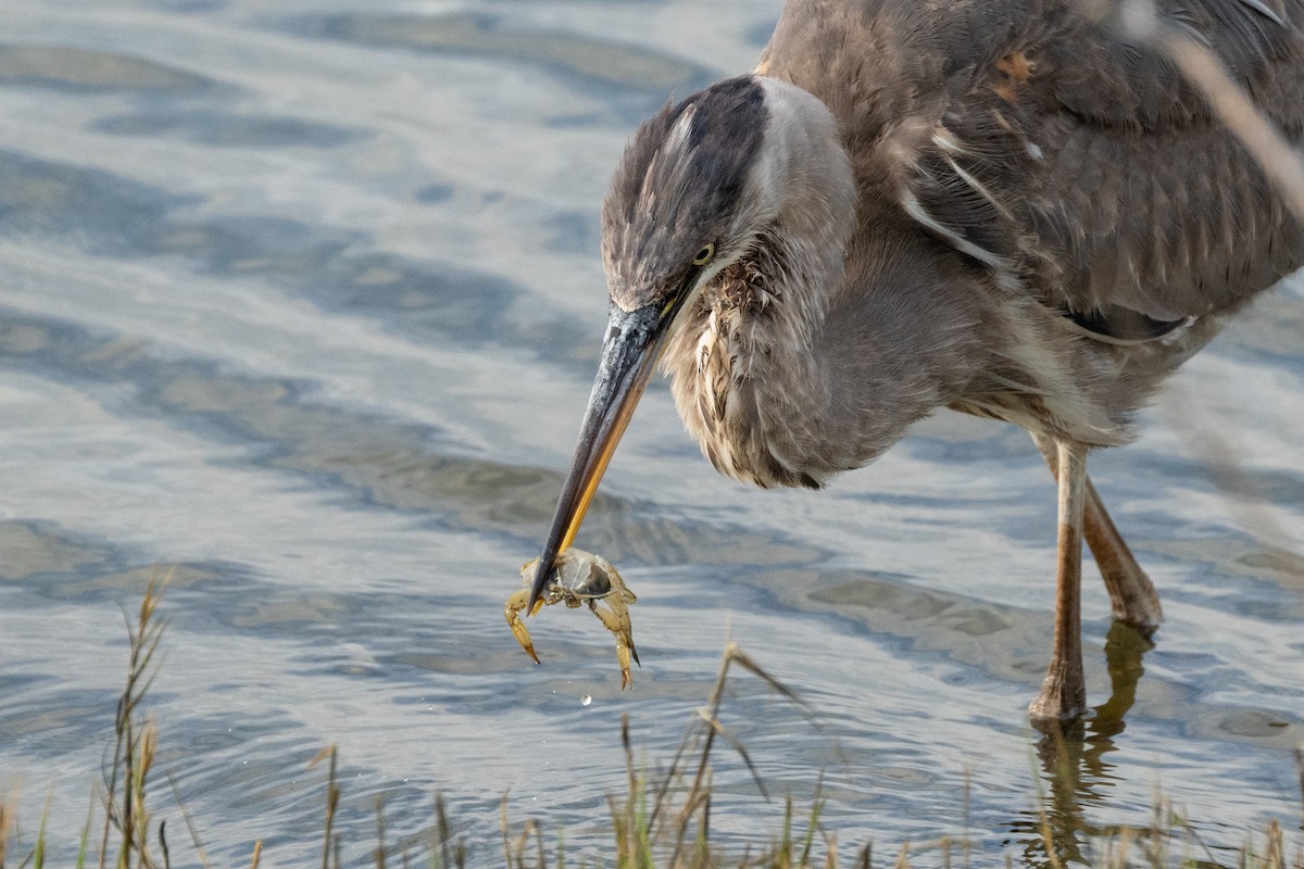 Great Blue Heron - Brian Fleming