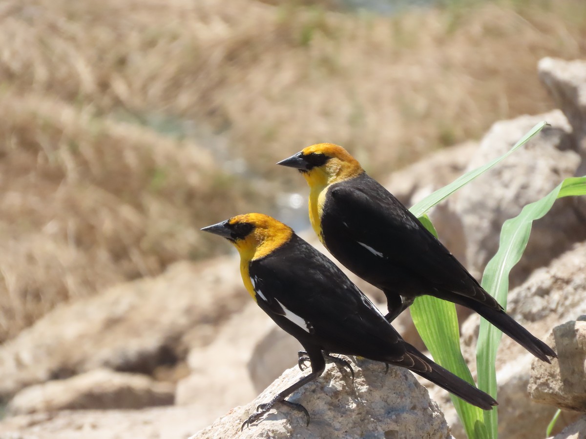 Yellow-headed Blackbird - ML617812156